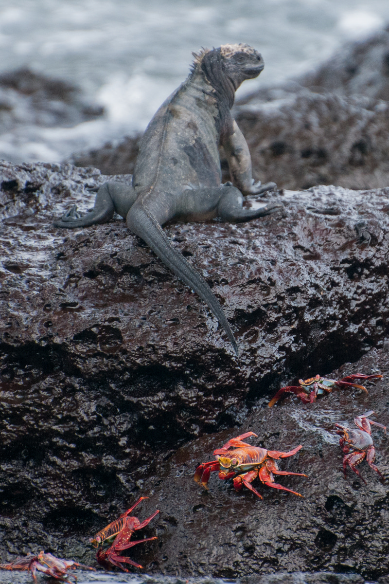 Puerto Ayora Galápagos - Black Marine Iguana and Sally Lightfoot Crabs